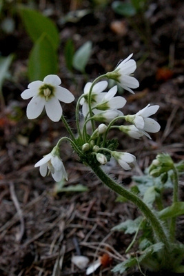 Heidinkukka, valkoinen, siemeniä 50 kpl