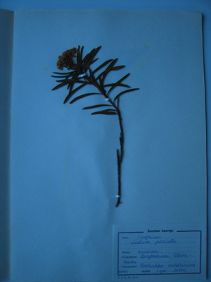 Suopursu Ledum palustre kuivattu