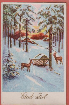 Kauriit metsässä