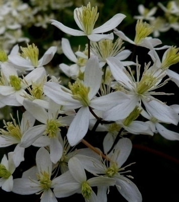 Pensaskärhö (Clematis recta), siemeniä 50 kpl
