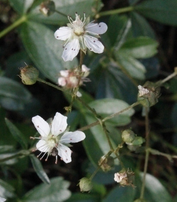 Grönlanninhanhikki 'Nuuk' (Sibbaldiopsis tridentata 'Nuuk'),