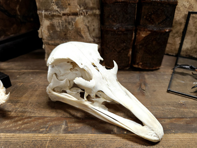 Aito strutsin kallo (Struthio camelus), Afrikka