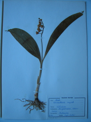 Kielo Convallaria majalis kuivattu