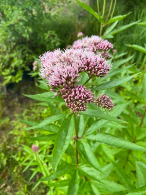 Rantapunalatva (Eupatorium cannabinum), siemeniä 50 kpl