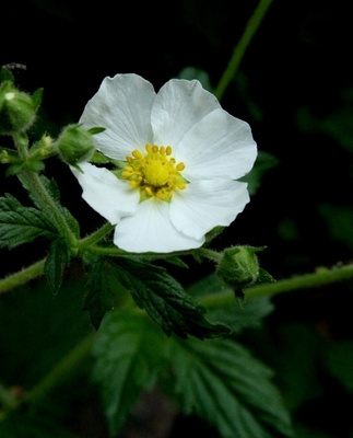 Valkohanhikki (Drymocallis rupestris), siemeniä 50 kpl