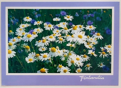 "Päivänkakkarat"-KULKEMATON POSTIKORTTI