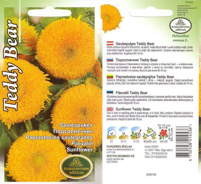 Isoauringonkukka 'Teddy Bear' - siemenet #