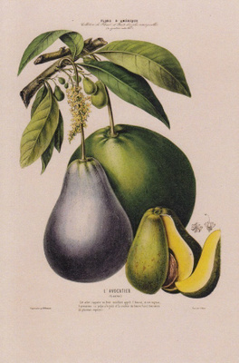 Etienne Denisseny: Avocado (postikortti)