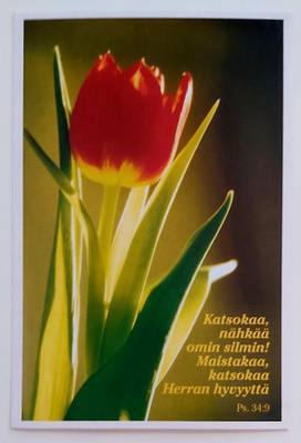 "Punainen tulppaani"-KULKEMATON POSTIKORTTI