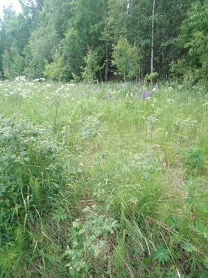 Maa-alue Kirkkonummi