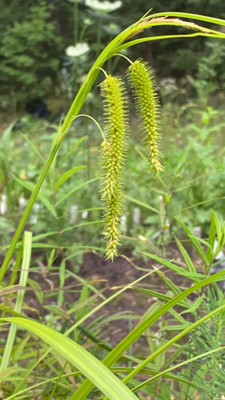 Varstasara (Carex pseudocyperus), siemeniä 50 kpl