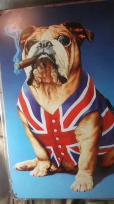 Peltikyltti Englanninbulldoggi