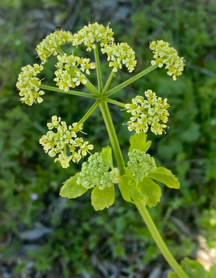 Aleksanterinsiipiputki (Smyrnium olusatrum), siemeniä 40 kpl