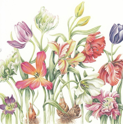 Jannike Brinkman-Salentijn: Tulppaanit (taittokortti)