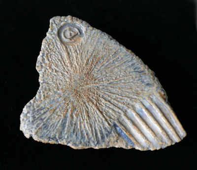Fossiili -rintakoru 8,5 x 5,5 x 6,5 cm YO ZEN