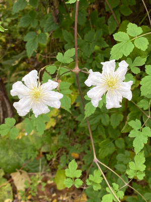 Kiinanlumikärhö (Clematis potaninii), siemeniä 40 kpl