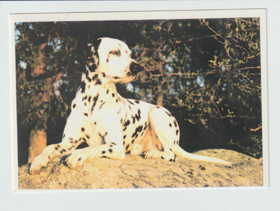 Postikortti, TAIDE, SIRPA SAARI, Dalmatiankoira