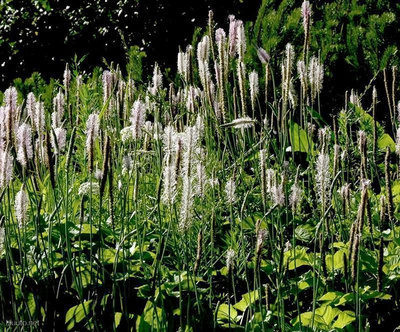 Soikkoratamo (Plantago media), siemeniä 50 kpl
