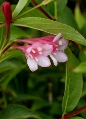 Japaninkotakuusama (Weigela japonica), siemeniä 50 kpl