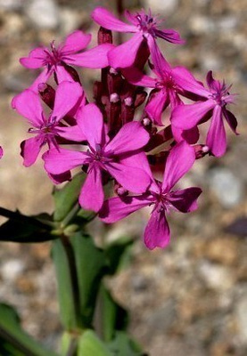 Tarhakohokki (Silene armeria), siemeniä 100 kpl