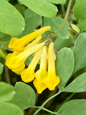 Keltaneidonkannus (Pseudofumaria lutea), siemeniä 50 kpl