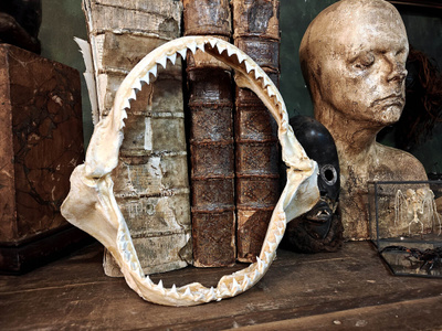 Kookkaat harmaahain leukaluut ”Jaws”