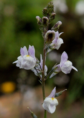 Juovakannusruoho (Linaria repens), siemeniä 50 kpl