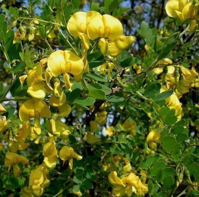 Keltarakkopensas (Colutea arborescens), siemeniä 20 kpl