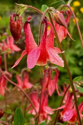 Meksikonakileija (Aquilegia skinneri), siemeniä 50 kpl