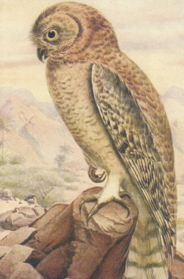 Pöllö (postikortti)