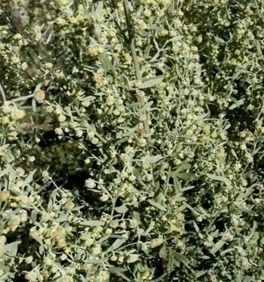 Koiruoho (Artemisia absinthium), siemeniä 100 kpl