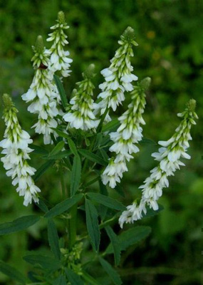 Valkomesikkä (Melilotus albus), siemeniä 100 kpl
