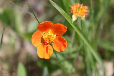 Tulikellukka (Geum coccineum), siemeniä 50 kpl