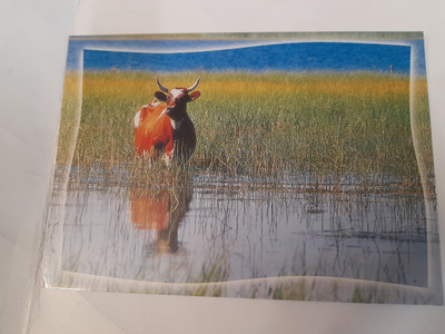 Lehmä kaislikossa