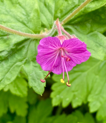 Tuoksukurjenpolvi (Geranium macrorrhizum), siemeniä  50 kpl