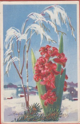 Maasio Hyasintti , talvimaisema taustalla