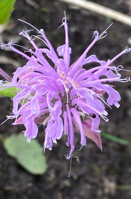 Preeriaväriminttu (Monarda fistulosa), siemeniä 50 kpl