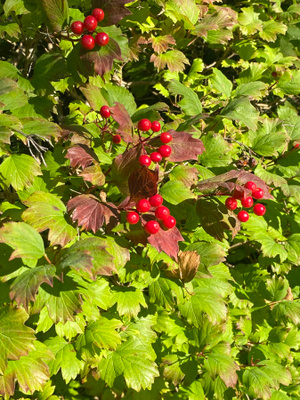 Koiranheisi (Viburnum opulus), siemeniä 30 kpl