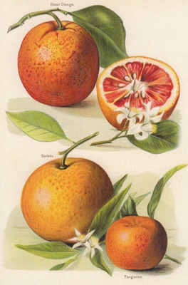 John Wright: Appelsiinit