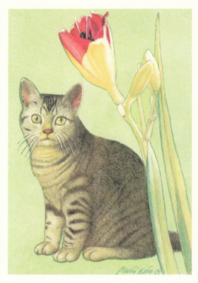 Matti Kota: Harmaa kissa