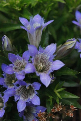 Törmäkatkero (Gentiana septemfida), siemeniä 100 kpl
