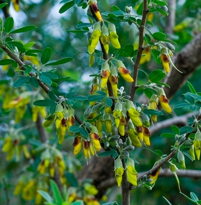 Välimerenlemmonpapu (Anagyris foetida), siemeniä 15 kpl