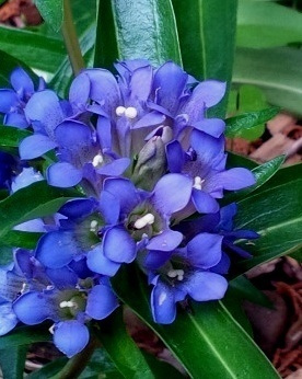 Ristikatkero (Gentiana cruciata), siemeniä 100 kpl