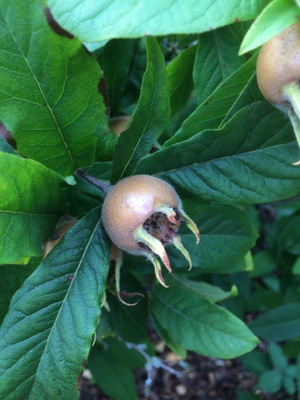 Mispeli (Mespilus germanica), siemeniä 15 kpl