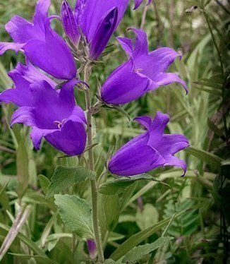 Ukonkello (Campanula latifolia), siemeniä 100 kpl