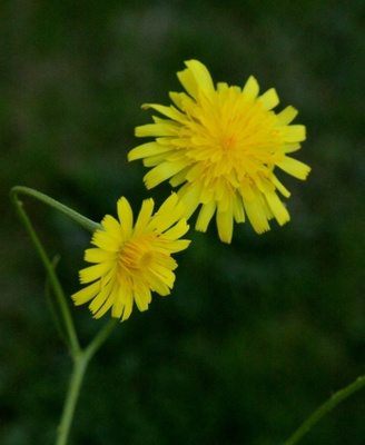 Mukulamaitiainen (Leontodon tuberosus), siemeniä 30 kpl