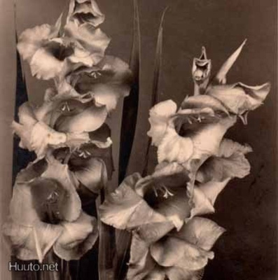 KUKKIA / Komean veistokselliset gladiolukset. 1940-l.