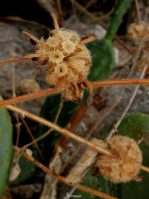 Valkohurtanminttu (Marrubium vulgare), siemeniä 30 kpl