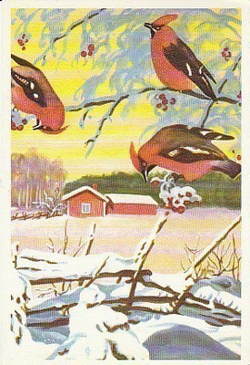 Postikortti, Eläinaihe, eläimet ,lintu / linnut
