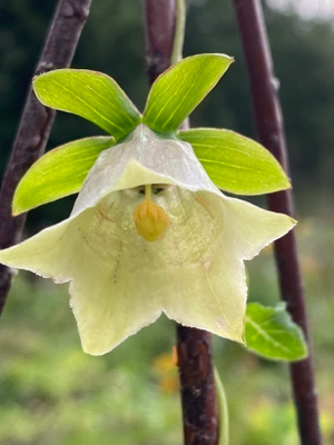 Kiinanpeikonkello (Codonopsis pilosula), siemeniä 100 kpl